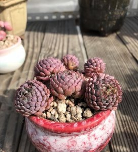 养多肉用什么盆最好 推荐最适合多肉的盆