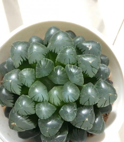 冰灯玉露和其他玉露有什么区别