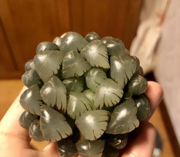 冰灯玉露和其他玉露有什么区别