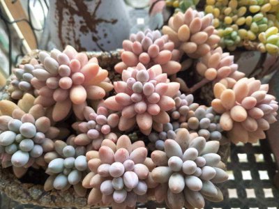 圆嘟嘟的多肉有哪些 4种圆嘟嘟多肉植物区分技巧