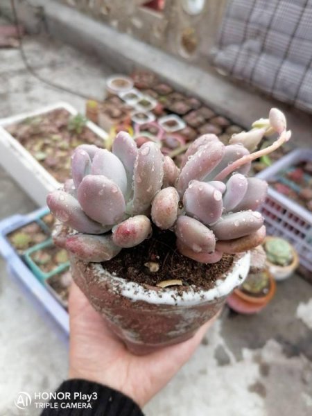圆嘟嘟的多肉有哪些