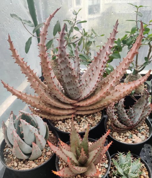 平常时间少适合养什么花