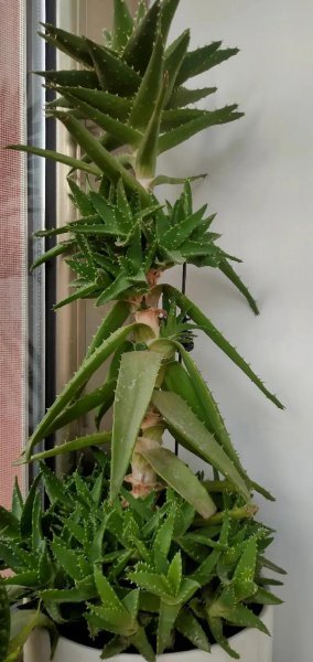 平常时间少适合养什么花