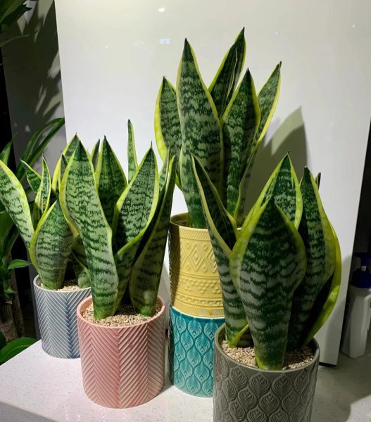平常时间少适合养什么花