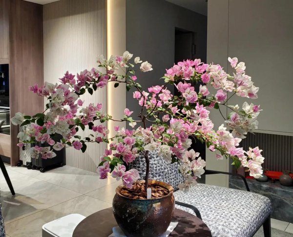 平常时间少适合养什么花