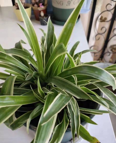 什么花好养存活率高