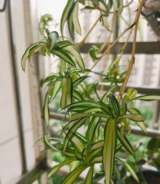 什么花好养存活率高