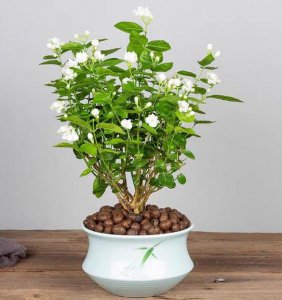 如何养好茉莉盆栽 详解茉莉盆栽种植技巧及注意事项