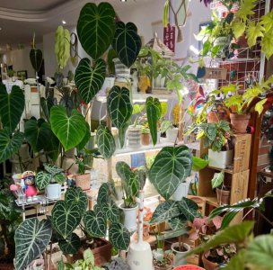 男性喜欢养花正常吗 很正常 男人养护更疯狂 一半工资买植物