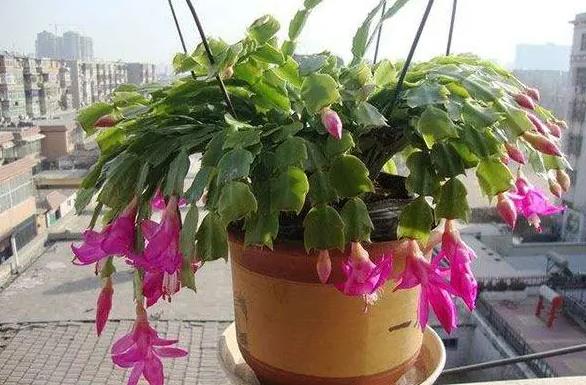 蟹爪兰开花少怎么办