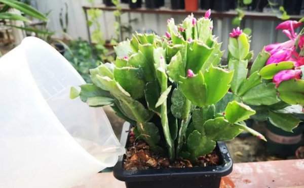 蟹爪兰开花少怎么办