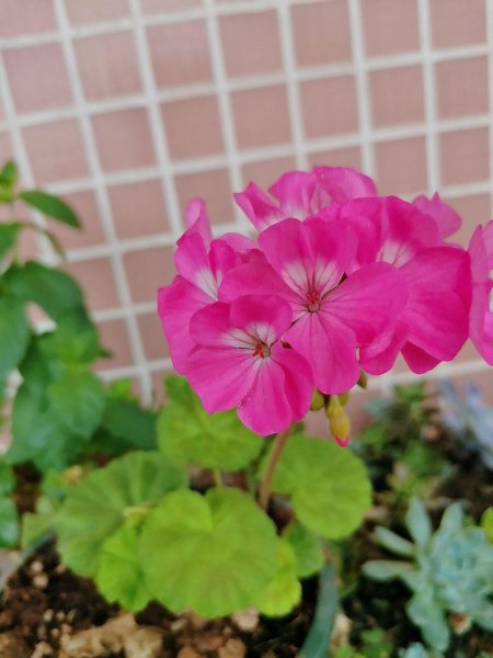 天竺葵怎么养才能开花旺盛