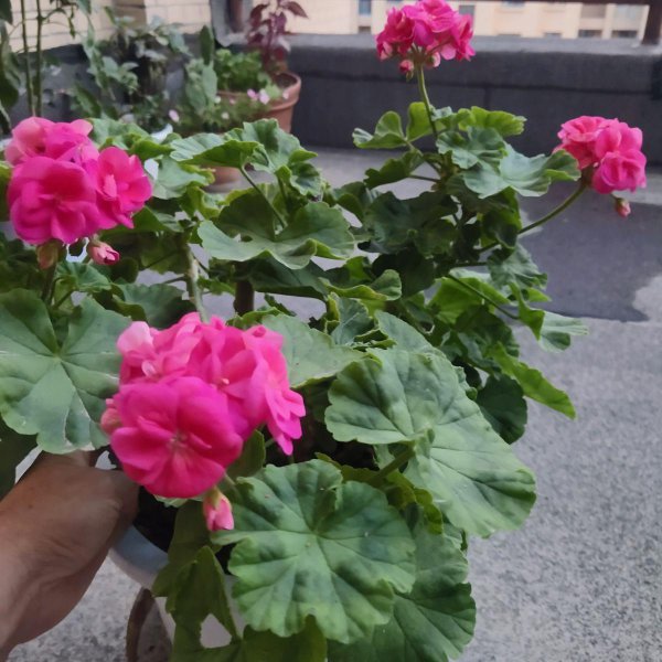 天竺葵怎么养才能开花旺盛