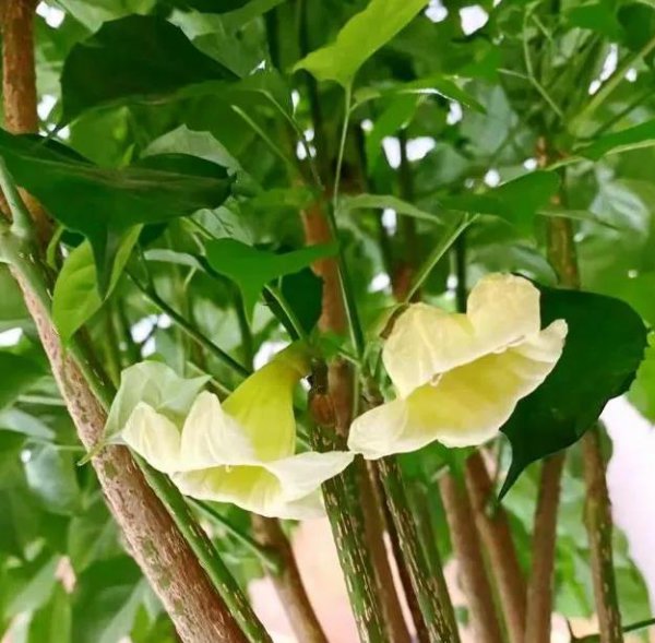 新手怎么养幸福树