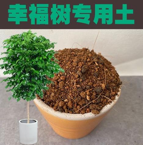 新手怎么养幸福树
