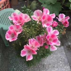 古代稀怎么养才能开花旺盛 有关古代稀养护小技巧