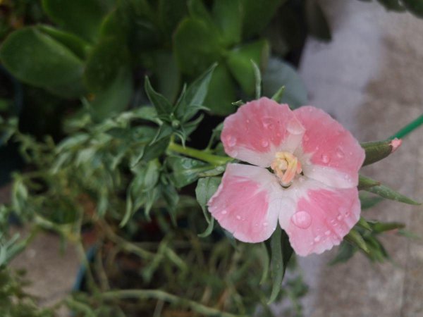 古代稀怎么养才能开花旺盛