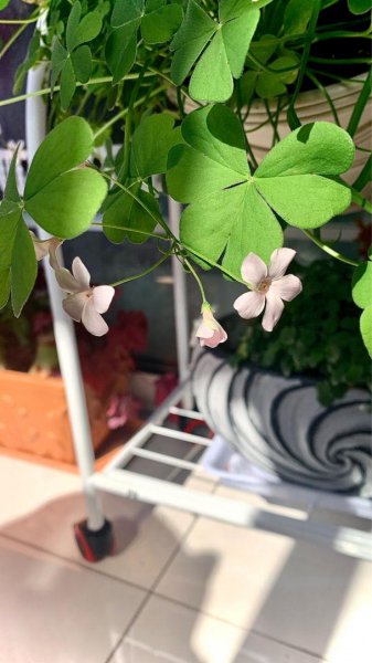 古代稀怎么养才能开花旺盛