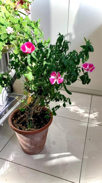 古代稀怎么养才能开花旺盛