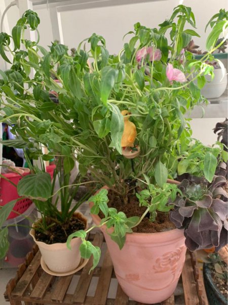 古代稀怎么养才能开花旺盛