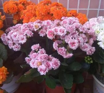 长寿花开花期间应该怎么养护 长寿花花期养护技巧