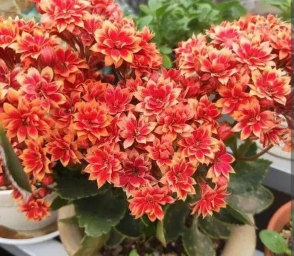 长寿花开花期间应该怎么养护