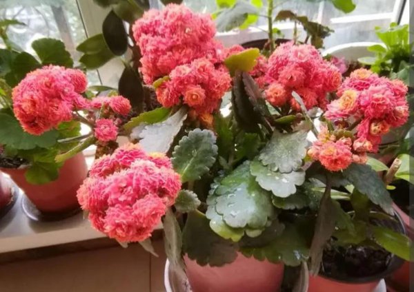 长寿花开花期间应该怎么养护