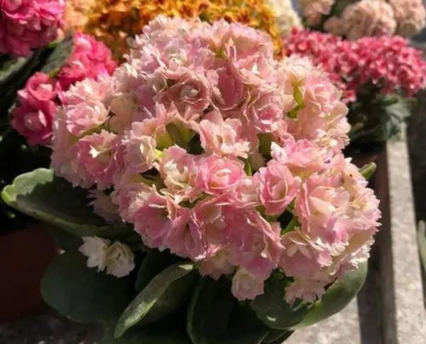 长寿花开花期间应该怎么养护