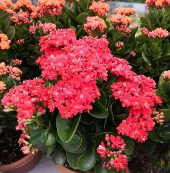 长寿花开花期间应该怎么养护