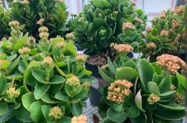长寿花开花期间应该怎么养护