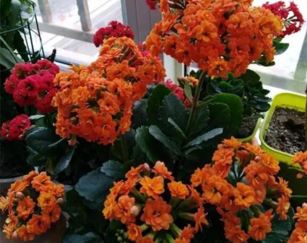 长寿花开花期间应该怎么养护