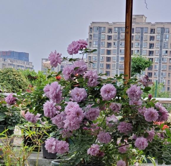 为什么室内养的月季开花很小