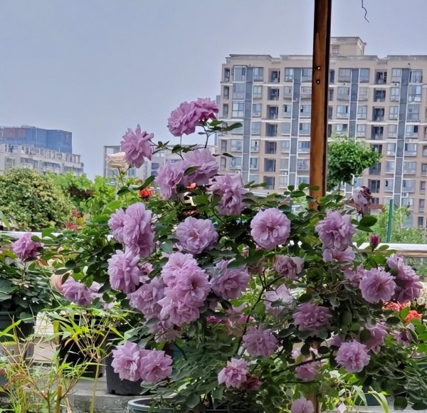为什么室内养的月季开花很小