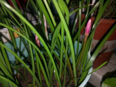 容易误食的食物有哪些 盘点4种容易认错的植物 千万别误食