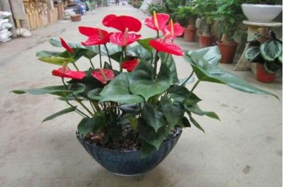 红掌一年四季都开花吗 红掌四季养护方法