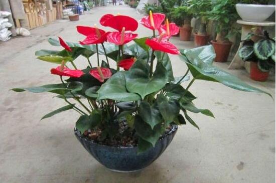 红掌一年四季都开花吗
