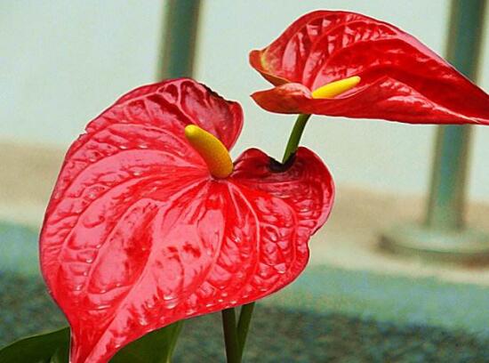 红掌一年四季都开花吗