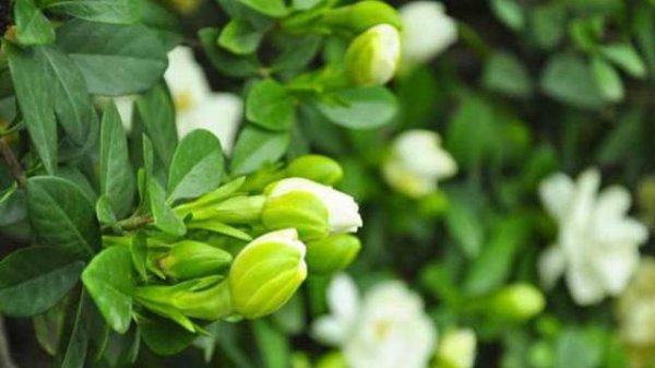 栀子花什么时候开花