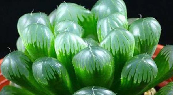 冰灯玉露能吃吗