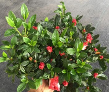 杜鹃花有花苞却不开花是什么原因 有关杜鹃花开花养护技巧