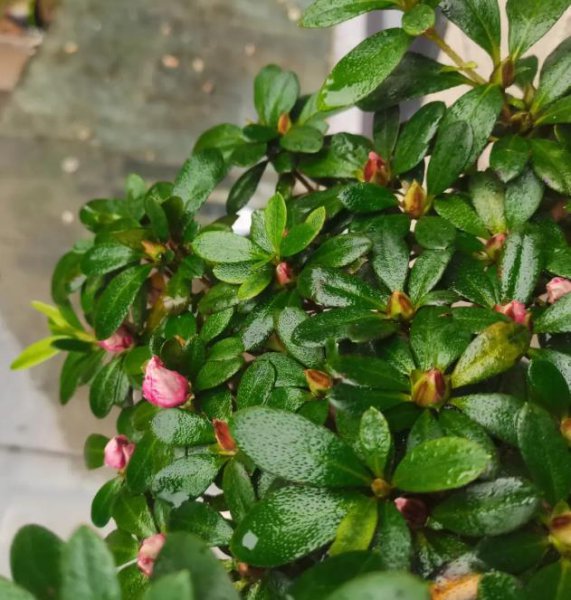 杜鹃花有花苞却不开花是什么原因