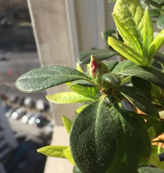 杜鹃花有花苞却不开花是什么原因