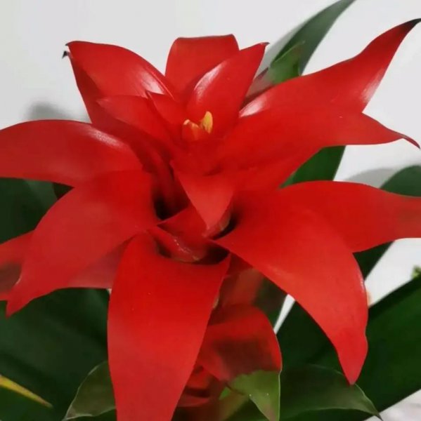 一次性花有哪些