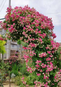月季“胭脂扣”怎么种才能多开花 胭脂扣的种植养护知识