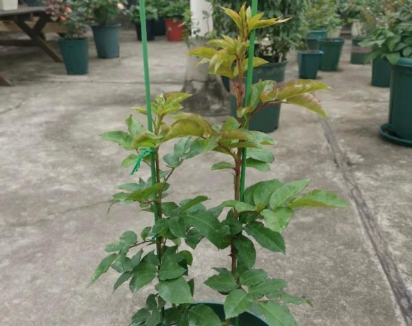 月季“胭脂扣”怎么种才能多开花