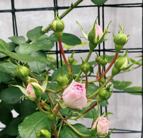 月季“胭脂扣”怎么种才能多开花