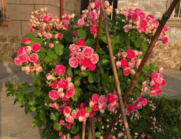 月季“胭脂扣”怎么种才能多开花