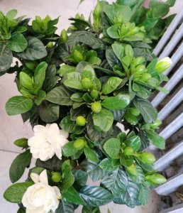 哪些植物需要补铁 盘点3种补铁能预防黄叶的植物