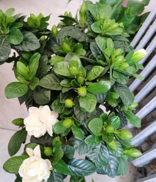 哪些植物需要补铁