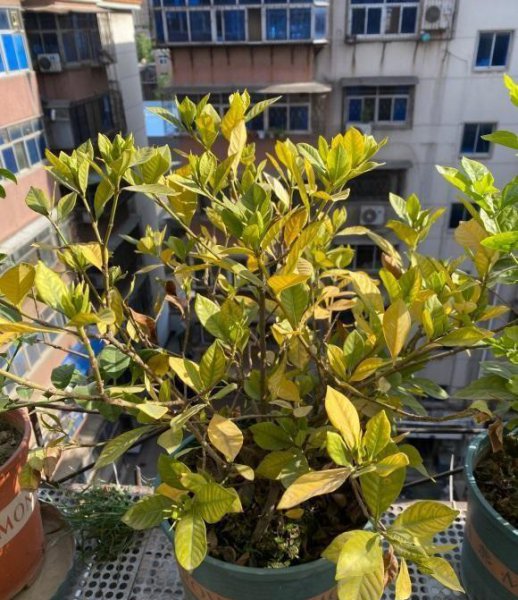哪些植物需要补铁